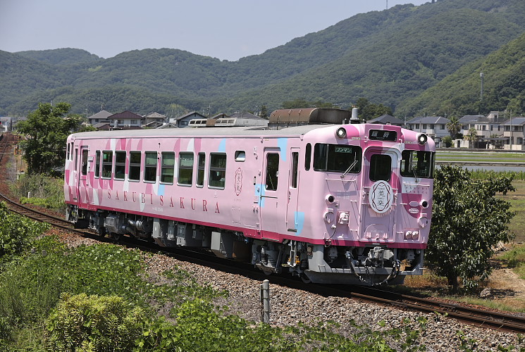 津山線「さくびさくら」（玉柏～牧山）