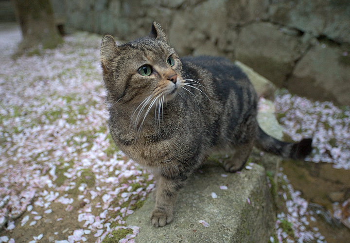 金山寺ネコ