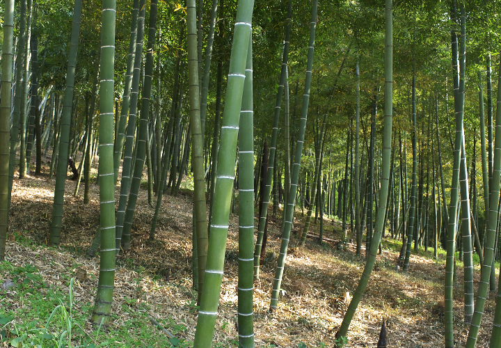 ゴロゴロ大師前の竹林